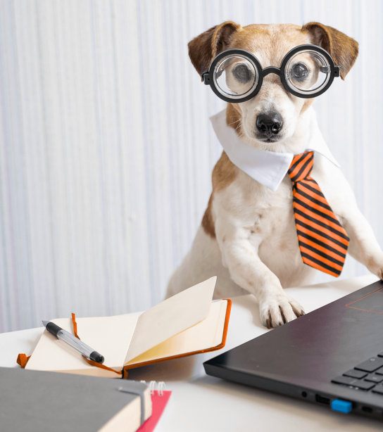 Witziges Foto mit verkleidetem Bürohund am Laptop
